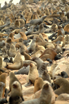 Cape Cross Seal Reserve - Skeleton coast NP, Erongo region, Namibia: colony of southern fur seals - Arctocephalus pusillus - photo by J.Banks