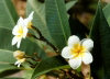Nauru: island vegetation - Plumeria or Frangipani , Tipani, Pua , Temple Flower - photo by G.Frysinger
