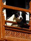 Kathmandu, Nepal: a dog looking outside - wooden window frame - photo by E.Petitalot