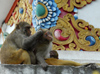 Kathmandu, Nepal: monkey family at Swayanbunath temple - photo by E.Petitalot