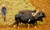 Pokhara, Nepal: ploughman in a Pokhara field - oxen - Nepali agriculture - photo by E.Petitalot