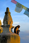 Kathmandu valley, Nepal: Swayambunath temple - monkey sitting on a stupa - Samhengu - photo by J.Pemberton