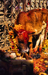 Kathmandu, Nepal: calf with garland for the festival of Lights and colors, the Tihar - photo by W.Allgwer