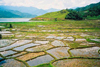Nepal - Kathmandu valley: rice paddies - Asian farming - photo by J.Kaman