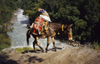 Annapurna area, Nepal: Asian donkey transporting a gas cylinder along a river - Annapurna Circuit - photo by W.Allgwer