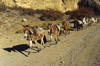 Mustang district, Annapurna area, Dhawalagiri Zone, Nepal: mule caravan - Kingdom of Lo - photo by W.Allgwer