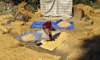 Annapurna area, Nepal: peasant woman threshing cereals - photo by W.Allgwer