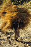 Annapurna area, Nepal: peasant carries hay - agriculture - Annapurna Himal - photo by W.Allgwer
