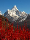 Khumbu region, Solukhumbu district, Sagarmatha zone, Nepal: red plants in front of Ama Dablam mountain - Everest area - photo by E.Petitalot