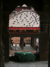 Nepal - Kathmandu: Durbar Square - roof with pigeons - photo by M.Samper
