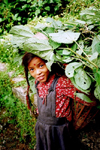 Nepal - Kathmandu valley: girl at harvest time (photo by G.Friedman)