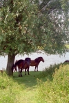 Netherlands - Zoetermeer: horses at the Buytenpark (photo by M.Bergsma)