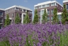 Netherlands - Zoetermeer: Dutch architecture and agriculture - lavender field (photo by M.Bergsma)