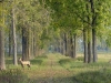 Netherlands - Susteren (Limburg): horse on a rural road (photo by P.Willis)