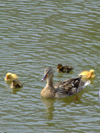 Netherlands - South Holland - Dordrecht - duck with ducklings - photo by M.Bergsma