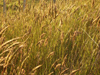 New Zealand - Tall grass - photo by M.Samper