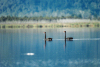 New Zealand - South island - Lake Haupiri: pair of black swans - photo by Air West Coast