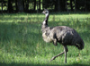 New Zealand - An emu lost in New Zealand - photo by Air West Coast