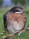 New Zealand - Baby swallow - boy do I look unhappy! - photo by Air West Coast