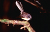 New Zealand - fantail on branch - photo by Air West Coast