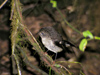 New Zealand - immature tomtit - photo by Air West Coast