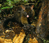 New Zealand - possum in trap - photo by Air West Coast