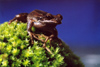 New Zealand - Whistling Tree Frog - Litoria Ewingii - ready to jump off moss - photo by Air West Coast