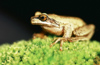 New Zealand - whistling tree frog on green moss - photo by Air West Coast