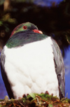 New Zealand - wood pigeon - Columba palumbus - photo by Air West Coast