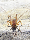 New Zealand - cave weta - photo by Air West Coast