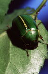 New Zealand - green cockchafer beetle - Anoplostethus laetus - photo by Air West Coast