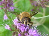 New Zealand - Honey Bee - photo by Air West Coast