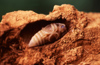 New Zealand - huhu beetle larvae in wood - Prionoplus reticularis - photo by Air West Coast