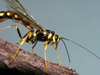 New Zealand - Icumenon wasp side on - photo by Air West Coast