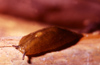New Zealand - leaf veined slug - putoko - Amphiconophorus gigantea - photo by Air West Coast