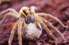 New Zealand - nursery web spider with egg sack - photo by Air West Coast