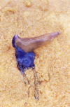New Zealand - Portuguese man'o'war on beach - Physalia physalis - bluebubble or bluebottle - siphonophore - portuguese man-of-war - Garrafa-azul - photo by Air West Coast