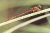 New Zealand - red damselfly - photo by Air West Coast