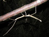New Zealand - stick insect - photo by Air West Coast