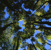 New Zealand - South island: West Coast - Tree canopy - photo by Air West Coast