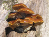 New Zealand - Brown toadstools - mushroom - photo by Air West Coast