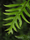 New Zealand - fern detail - photo by Air West Coast