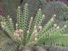 New Zealand - Fern fronds with new growth - photo by Air West Coast