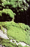 New Zealand - Moss and water dripping - photo by Air West Coast