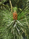 New Zealand - Pine tree flower - photo by Air West Coast