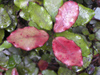 New Zealand - Red and green peppertree leaves - photo by Air West Coast