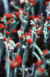 New Zealand - red cap lichen - photo by Air West Coast