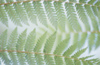 New Zealand - Silver Fern leaves - photo by Air West Coast