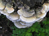 New Zealand - small white bracket fungi - photo by Air West Coast