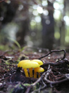 New Zealand - three yellow toadstools in foreground, forest behind - photo by Air West Coast